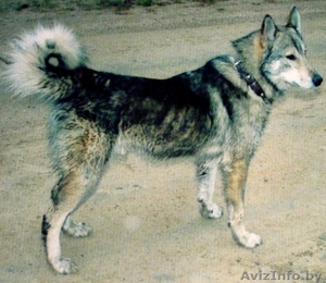 Пропала 05.11.2010 западно-сибирская лайка #105890