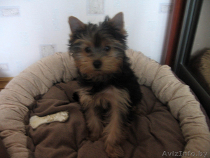 Симотяшка Йорк. Девочки #118752