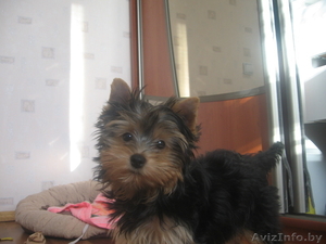 Продажа щенков йорка #114330