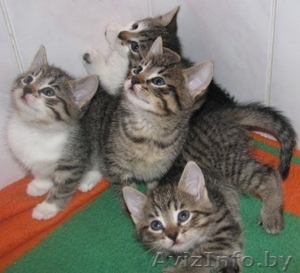 Подарю маленьких тигров в хорошие руки, котатям всего 1.5мес #105829