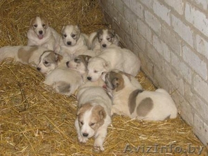 Продам щенков САО #106348
