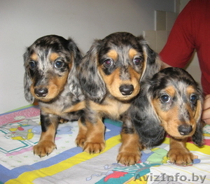 Таксы карликовой длинношерстной шикарные детки шоу-класса. #110439