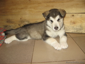 Аляскинского маламута щенок #110444
