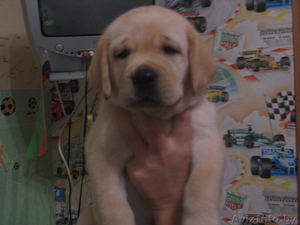 продаем щенков лабрадора #111151