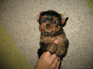 Щенки йорка недорого #116172