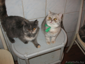 Продаю недорого экзотических короткошерстных котят  #104871