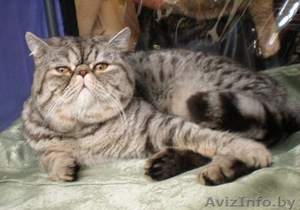 кот -экзот предлагается для вязки #115765