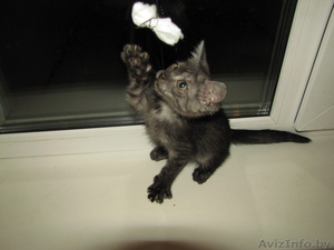 Котенок в дар 8029 1452739 - 80293238937 #109862