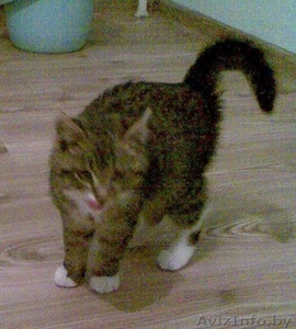Дарю котенка тигрового окраса #113938