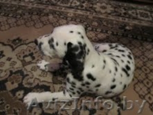 Далматина щенки #117311