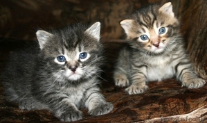 2 МИЛЕНЬКИХ КОТЕНКА ИЩУТ НОВЫХ ХОЗЯЕВ!!!! #117967