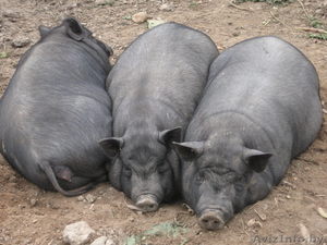 Вьетнамские веслобрюхие свинья #106245