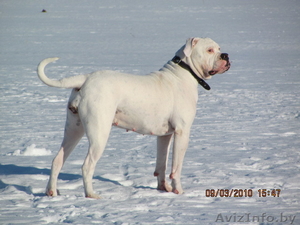 элитные щенки американского бульдога #111683