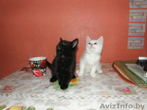 Отдам в добрые руки #108751