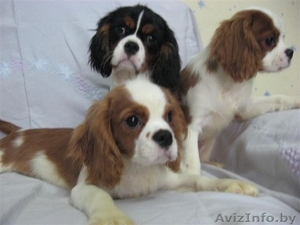 Пpoдaютcя щeнки Kaвaлep кинг Чapльз cпaниeля #118035