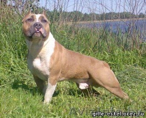  кобель американского стаффордширского терьера в дар #118643