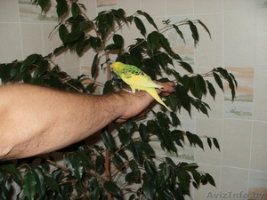 волнистые попугаи #107006