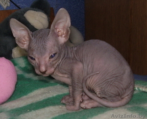 донской сфинкс КОТЯТА #104723