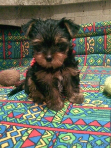 продажа щенков йоркширского терьера #102627