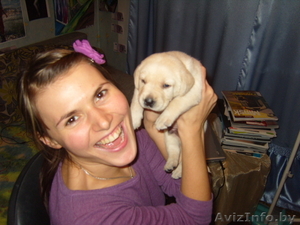 Щенки лабрадора!!! #105761