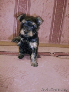 Продам очаровательных щенков йокширского терьера #109072