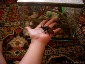 Мадагаскарские тараканы #117294