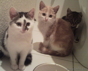 отдам даром 2 котят #103579