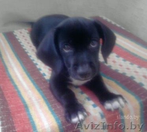 Отдам щенка доброму и внимательному человеку! #109813