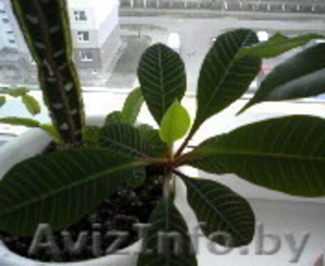 Продам растения Молочая (взрослые и детки) #115936