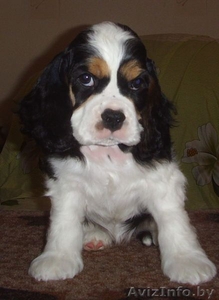 Щенки американского кокер спаниеля трехцветного окраса #118009