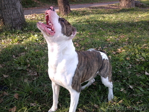 Американский стаффордширский терьер в дар  #118628