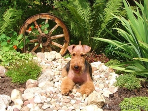 Вельштерьера щенки #115268