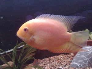 елена +375 29 182 92 13 #109914