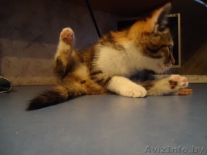 Телефон-80296886580 #113254