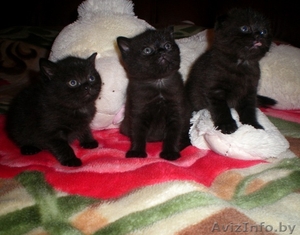 Британские короткошерстные котятки #128906