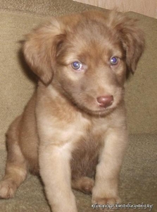 Месячный щенок маленькой собаки,  девочка #122066