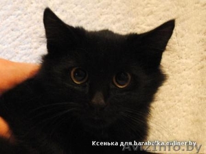 Черный котенок,  3 месяца,  девочка #127580