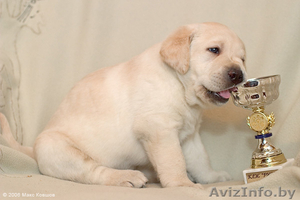 Щенки лабрадора от чемпионов #120198