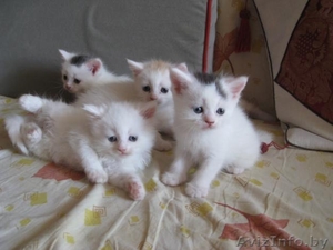 Подарю белых котят  #126037