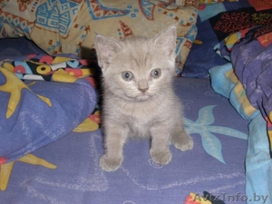 Продается британский короткошерстный котенок  #132592