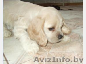 Американского кокер- спаниеля щенки #130143