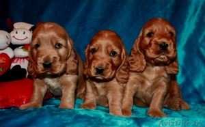 Английский кокер спаниель! #129461