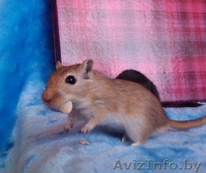 Песчанки - милые домашние зверюшки #121073