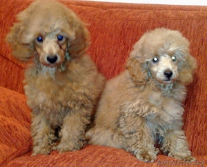 Щенки карликого и той-пуделя #121595