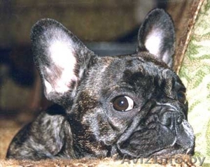 Французский бульдог в дар  #128895