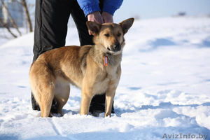 Ласточка - чудесная рыженькая девочка,  около года. #125010