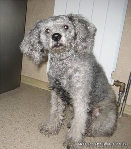 Даник - серебристый пудель,  3-х лет. #125552