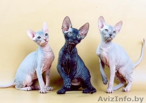 Ищу короткошестного друга! #131204