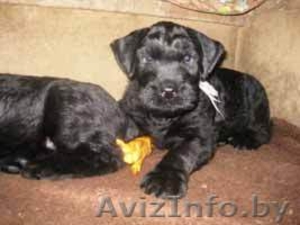 Ризеншнауцера щенки #120870