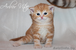 Питомник предлагает британского котенка яркого,  нарядного окраса  #134355